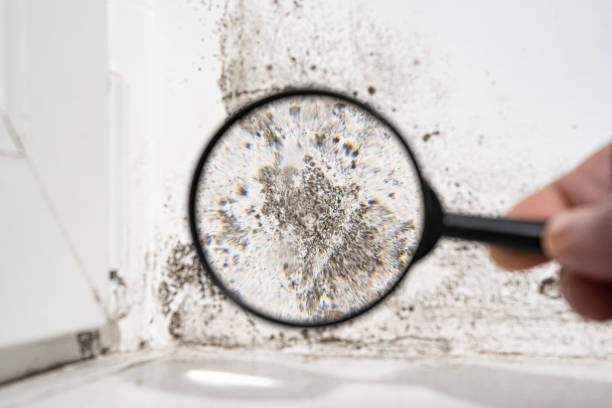 Reliable Grants, NM Mold Prevention & Removal  Solutions